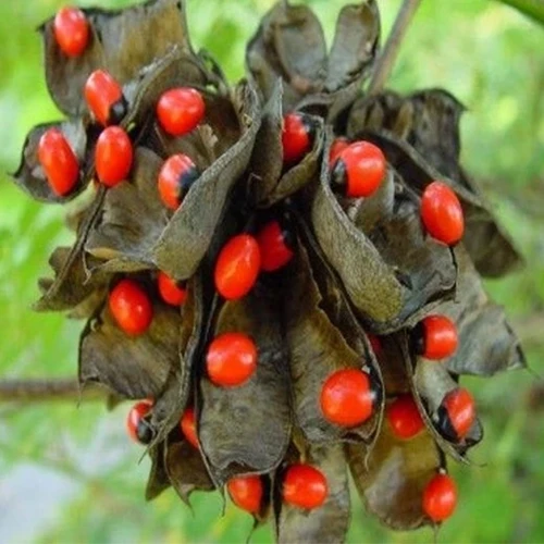 Abrus Precatorius