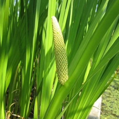 Acorus Calamus