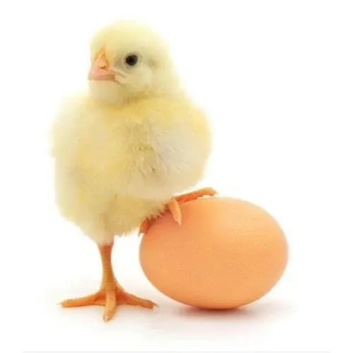 Broiler Chicks