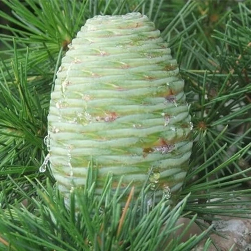 Cedrus Deodara