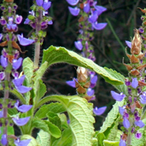 Coleus Forskohlii