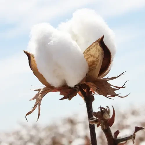 Cotton Fiber