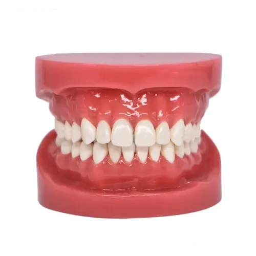 Dental Model