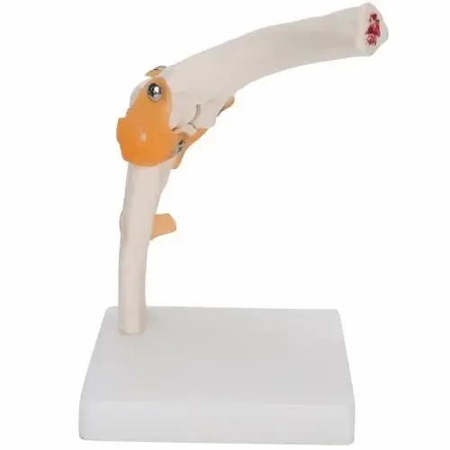 Elbow Joint Model