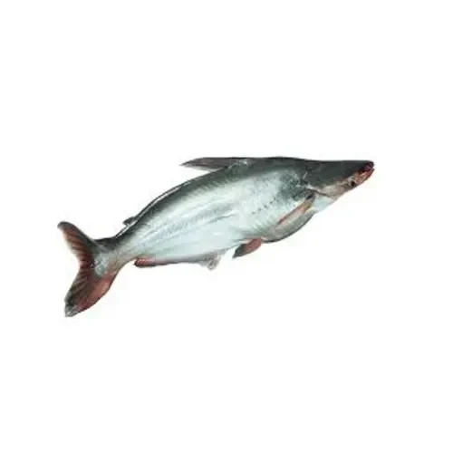 Frozen Whole Pangasius