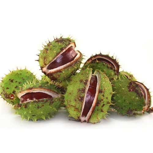 Horse Chestnut