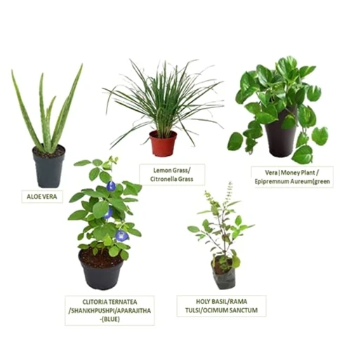 Medicinal Herbs