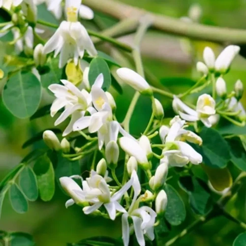 Moringa Oleifera
