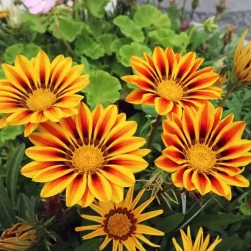 Treasure Flower
