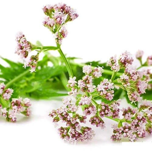 Valerian