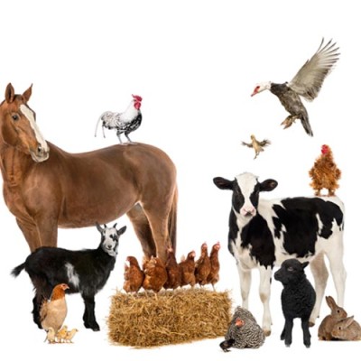 Livestock